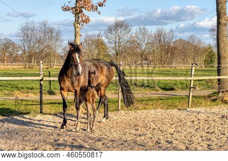 A Week Old Dark Brown Foal Stands Outside In The Sun With Her Mother. Mare With Red Halter. Warmbloo
