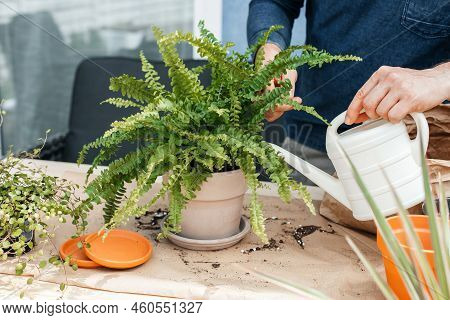 A Young Man Transplants Homemade Flowers Into Pots. A Gardener Is Watering A Fern From A Watering Ca