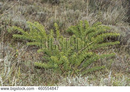 Adenocarpus Hispanicus. It Is A Flowering Plant In The Family Fabaceae Endemic To The Iberian Penins