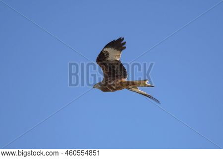 Red Kite, Milvus Milvus, In Flight. This Kite Is Endemic To The Western Palearctic Region In Europe 