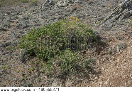 Adenocarpus Hispanicus. It Is A Flowering Plant In The Family Fabaceae Endemic To The Iberian Penins