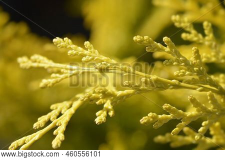 Lawsons Cypress Ivonne Branch In The Spring