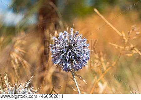 Globe Thistles Plant. Genus Echinops Or Echinops Sphaerocephalus In The Meadow.