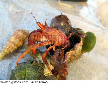 Red Hermit Crab Protruding From Its Shell, Close-up. Paguroidea. Animals Of The Mediterranean.