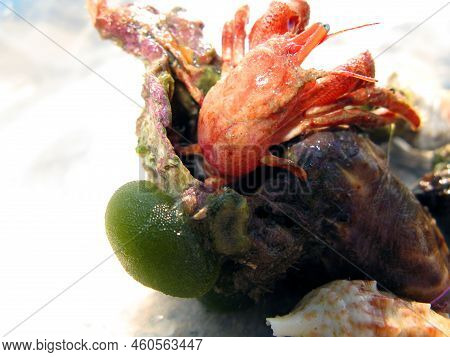 Red Hermit Crab Protruding From Its Shell, Close-up. Paguroidea. Animals Of The Mediterranean.