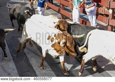 Running Of The Bulls. Bulls. Bull Runs. Encierro That Is Celebrated In The Town Of San Sebastian De 