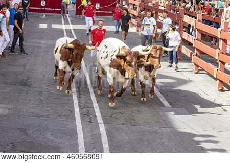 Running Of The Bulls. Bulls. Bull Runs. Encierro That Is Celebrated In The Town Of San Sebastian De 