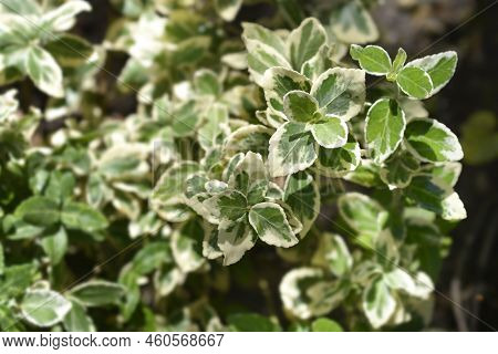 Variegated Wintercreeper Variegated Leaves In The Garden
