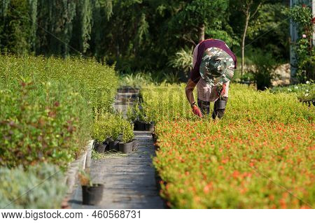 Female Gardener In Sun-protective Hat Takes Care Of Pomegranate Trees Cultivated For Sale In Country