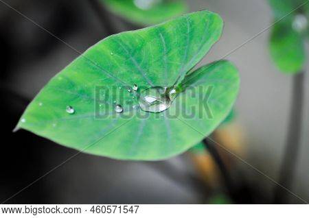 Coffee Cups, Elephant Ear Or Colocasia Esculenta Or Colocasia And Rain Drop Or Dew Drop