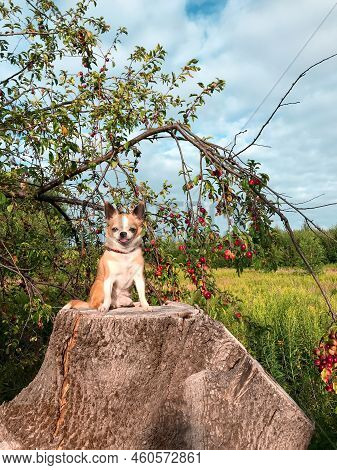 Shot Of Chihuahua Dog Sitting On A Giant Stump Near The Trr With Red Fruits. Nature Background