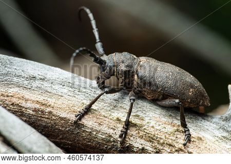 Long-horned Weaver Beetle (lamia Textor) On A Dry Tree Trunk In A Pine Forest