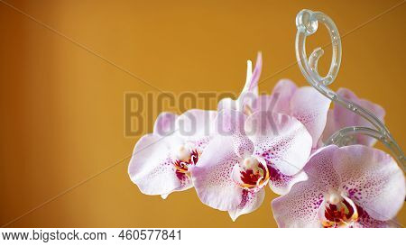 Phalaenopsis Orchid Blossom With A Plastic Orchid Support Stick