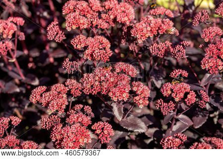 Flowering Plant Hylotelephium Telephium (sedum Telephium) Cultivar 'blue Pearl'. Ornamental Plant In