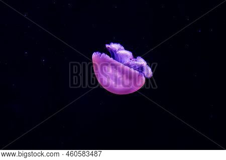 The Purple-striped Jellyfish On Sweem A Blue Background. Rhizostoma Luteum