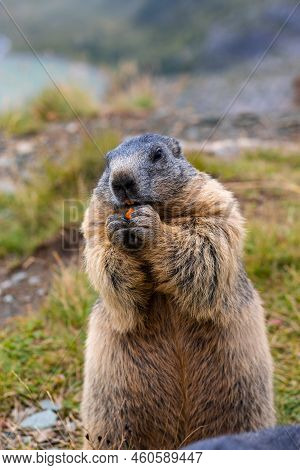 Cute Groundhog Eating His Carrots While Standing On His Hind Legs. 
Blurred Background.
Groundhog Wi
