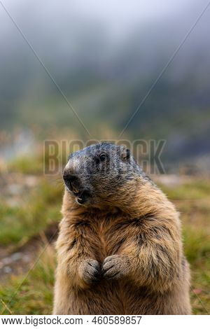 Cute Groundhog, Standing On His Hind Legs With His Mouth Open. 
Blurred Background.
Groundhog With F