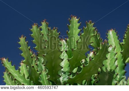 Euphorbia Resinifera Cactus With Blue Sky
