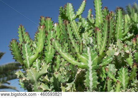 Euphorbia Resinifera Cactus With Blue Sky