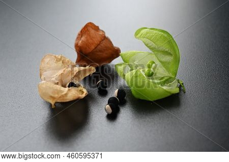 Balloon Vine Fruit And Seeds. Small White Flowers Bloom From July To September. The Fruit Produces T
