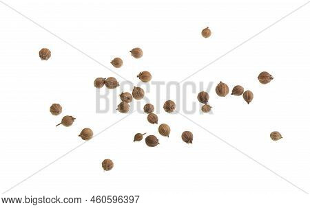 Coriander Is An Annual Herb, Coriandrum Sativum, Related To Parsley And Sometimes Referred To As Cil