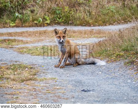 Close Up Of A Red Fox Vulpes Vulpes, Sitting On A Path In The Forest.