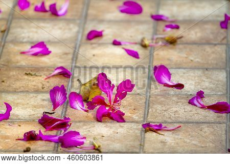 Bauhinia Blakeana Fower Beautiful Blooming On Garden In Village Of Rural Thailand.
