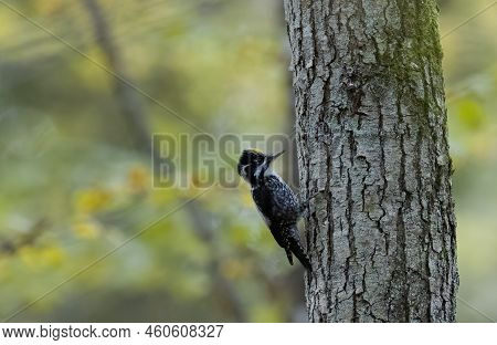 Eurasian Three-toed Woodpecker (picoides Tridactylus) Close Up On Spruce, Bialowieza Forest, Poland,