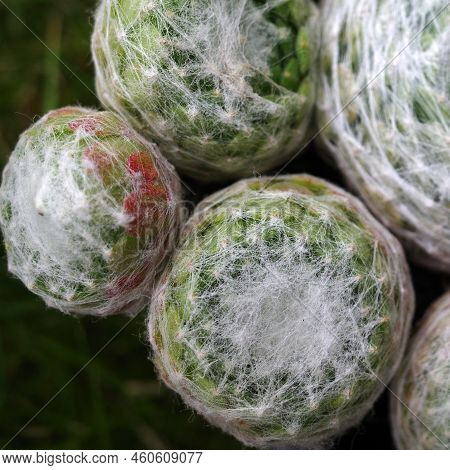 Close Up Of A Houseleek Variety. It's A Sempervivum Arachnoideum Plant, A Succulent