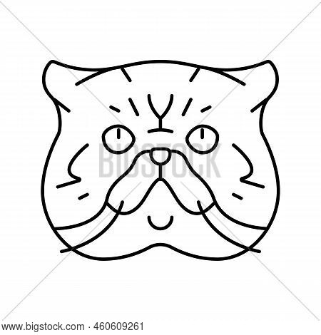 Exotic Shorthair Cat Cute Pet Line Icon Vector. Exotic Shorthair Cat Cute Pet Sign. Isolated Contour