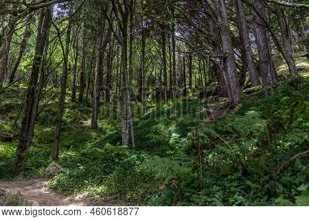 A Low Angle View Of A Dense Forest