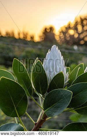A Vertical Shot Of The Closeup Of A Blooming Flower Of Protea King White, Protea Cynaroides At Sunse