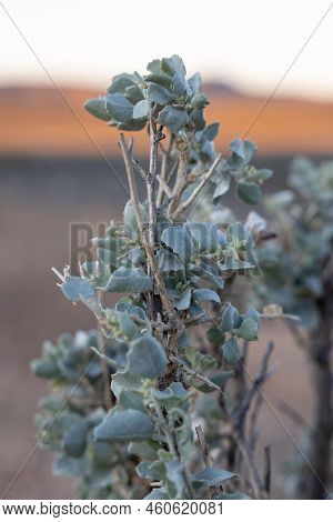 A Vertical Closeup Of Atriplex Nummularia Plant In The Field