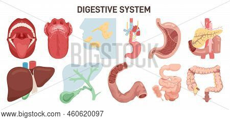 Digestive System Anatomy. Human Internal Organs, Corresponding