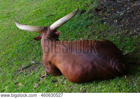 Watussi Lies In The Shade On The Green Grass. Watussi Is A Breed Of Cattle Bred In Africa