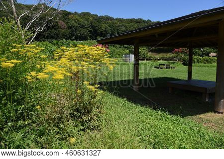 Golden Lace Flowers. Valerianaceae Perennial Plants. Many Small Yellow Flowers Bloom At The Tip Of T