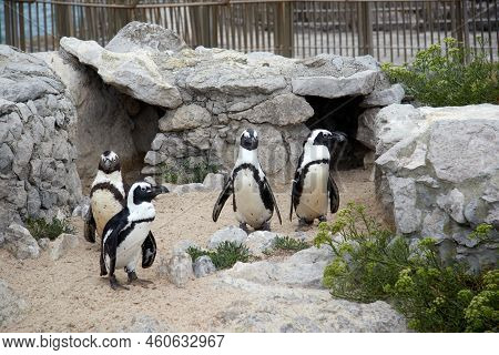 Four Penguins Come Out Of Their Burrow In A Zoo. Horizontal Photography. Selective Focus.