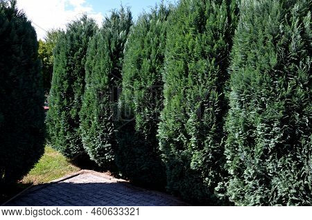 A Blue-gray Hedge Of Evergreen Shrubs In A Row By A Concrete Sidewalk