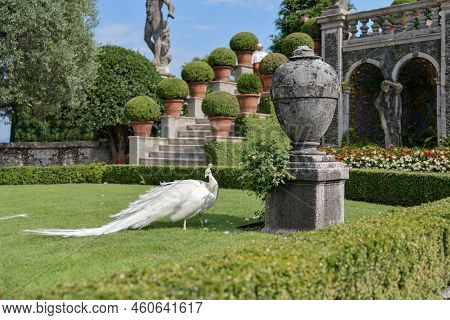 White Peacocks And Baroque Statues, Lake Maggiore, Stresa, Italy.