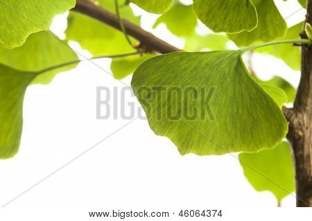 Ginkgo Biloba list izolované na bílém