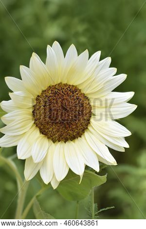 White Nite Sunflower In The Garden In Summer