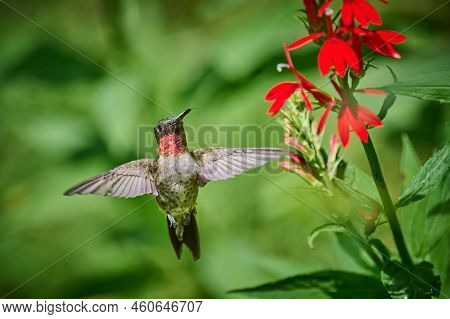 Adult Male Ruby-throated Hummingbird (rchilochus Colubris) Feeding On A Cardinal Flower (lobelia Car