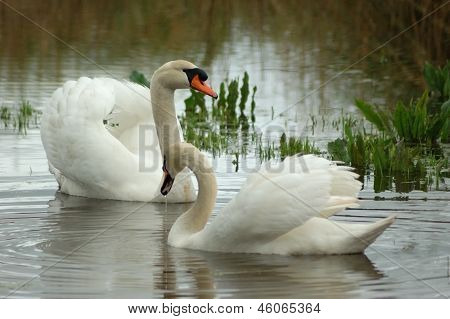 Knopsvanen (cygnus Olor)