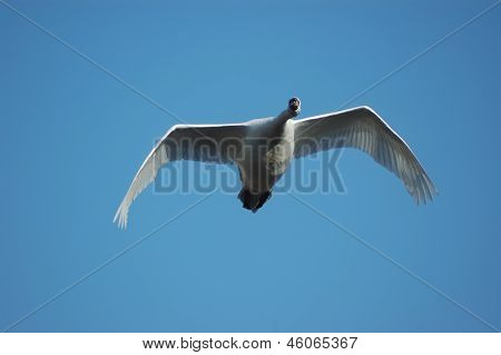 Knopsvanen (cygnus Olor)