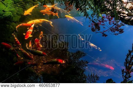 Colorful Koi Swim In The Pond. Reflection Of The Clear Sky On The Surface Of The Water.