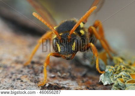 Detailed Facial Closeup On A Gooden's Nomad Bee, Nomada Goodeniana Sitting On Wood