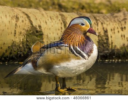 Mandarinky kachna / Aix galericulata