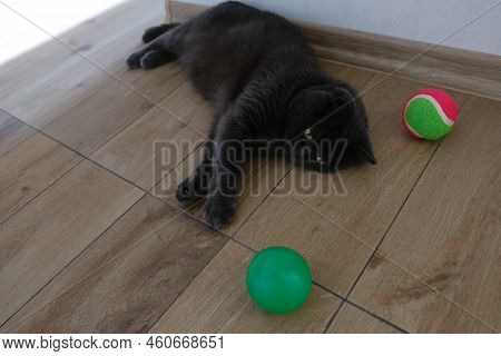 British Shorthair Cat Watching Her Colorful Ball.