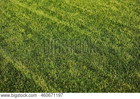 Green Grass Close-up. Cut Green Juicy Lawn. Alpine Meadow Densely Overgrown With Grass. Field Of Gra