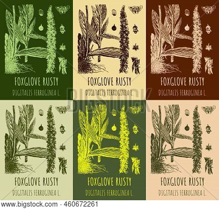 Set Of  Drawing Digitalis In Various Colors. Hand Drawn Illustration. The Latin Name Is Digitalis Fe